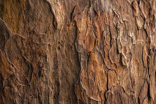 Surface d’écorce, texture illustrative